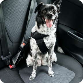 Spotted dog sits in the backseat of a vehicle with her tongue out. 